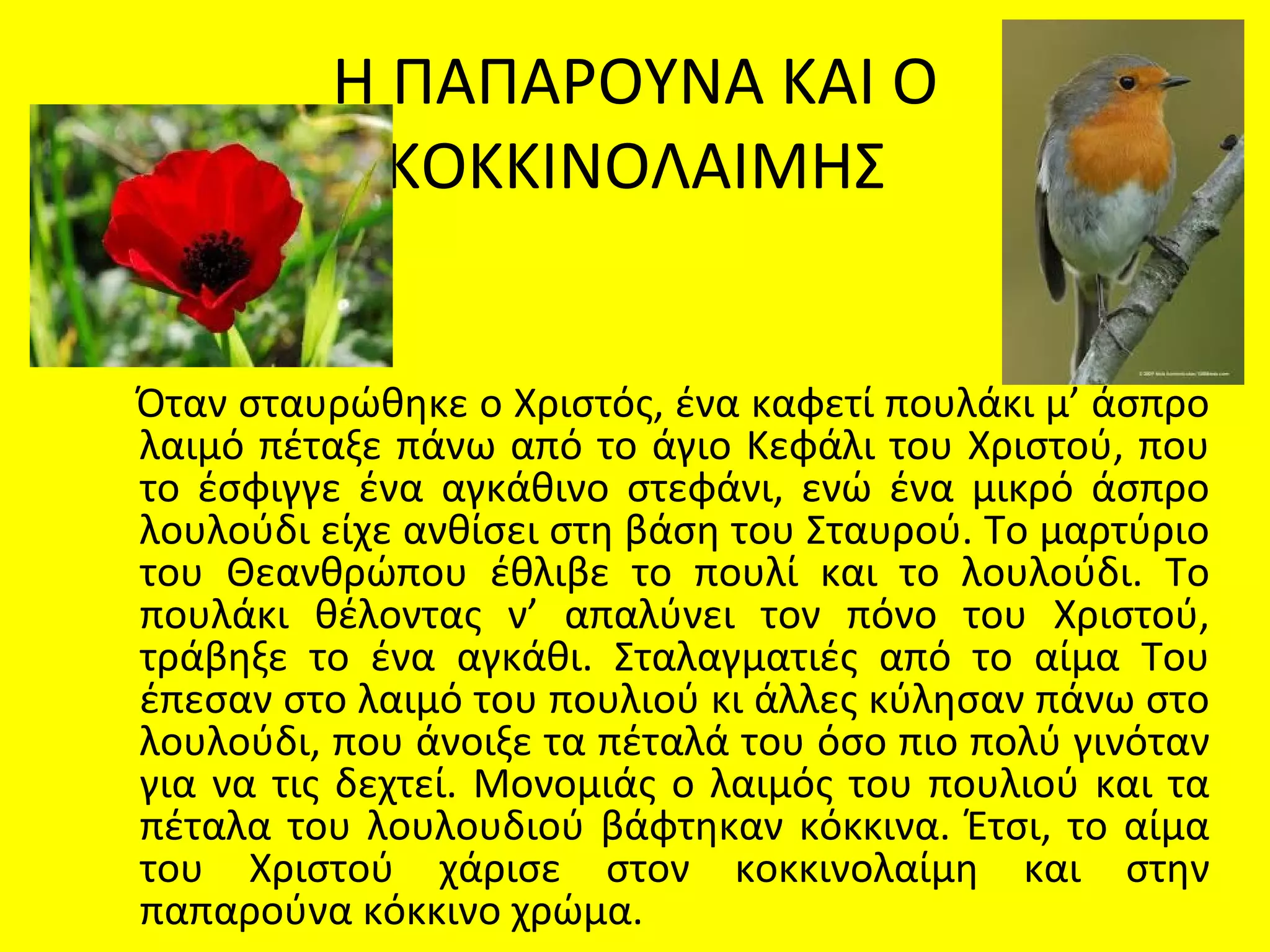 Η ΠΑΠΑΡΟΥΝΑ ΚΑΙ Ο
            ΚΟΚΚΙΝΟΛΑΙΜΗΣ


Όταν σταυρώθηκε ο Χριστός, ένα καφετί πουλάκι μ’ άσπρο
λαιμό πέταξε πάνω από το άγιο Κεφάλι του Χριστού, που
το έσφιγγε ένα αγκάθινο στεφάνι, ενώ ένα μικρό άσπρο
λουλούδι είχε ανθίσει στη βάση του Σταυρού. Το μαρτύριο
του Θεανθρώπου έθλιβε το πουλί και το λουλούδι. Το
πουλάκι θέλοντας ν’ απαλύνει τον πόνο του Χριστού,
τράβηξε το ένα αγκάθι. Σταλαγματιές από το αίμα Του
έπεσαν στο λαιμό του πουλιού κι άλλες κύλησαν πάνω στο
λουλούδι, που άνοιξε τα πέταλά του όσο πιο πολύ γινόταν
για να τις δεχτεί. Μονομιάς ο λαιμός του πουλιού και τα
πέταλα του λουλουδιού βάφτηκαν κόκκινα. Έτσι, το αίμα
του Χριστού χάρισε στον κοκκινολαίμη και στην
παπαρούνα κόκκινο χρώμα.
 