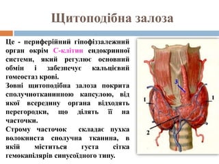 Щитоподібна залоза
Це - периферійний гіпофіззалежний
орган окрім С-клітин ендокринної
системи, який регулює основний
обмін і забезпечує кальцієвий
гомеостаз крові.
Зовні щитоподібна залоза покрита
сполучнотканинною капсулою, від
якої всередину органа відходять
перегородки, що ділять її на
часточки.
Строму часточок      складає пухка
волокниста сполучна тканина, в
якій    міститься     густа    сітка
гемокапілярів синусоїдного типу.
 