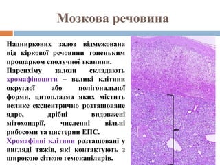 Мозкова речовина
Надниркових залоз відмежована
від кіркової речовини тоненьким
прошарком сполучної тканини.
Паренхіму      залози    складають
хромафіноцити – великі клітини
округлої      або     полігональної
форми, цитоплазма яких містить
велике ексцентрично розташоване
ядро,        дрібні       видовжені
мітохондрії,     численні    вільні
рибосоми та цистерни ЕПС.
Хромафінні клітини розташовані у
вигляді тяжів, які контактують з
широкою сіткою гемокапілярів.
 