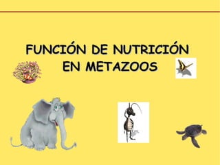 FUNCIÓN DE NUTRICIÓN  EN METAZOOS 