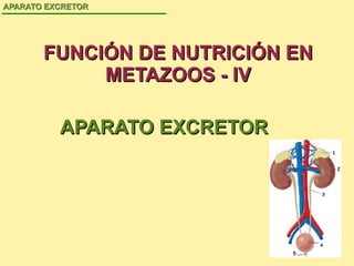 FUNCIÓN DE NUTRICIÓN EN METAZOOS - IV APARATO EXCRETOR APARATO EXCRETOR 