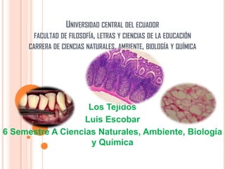 UNIVERSIDAD CENTRAL DEL ECUADOR
FACULTAD DE FILOSOFÍA, LETRAS Y CIENCIAS DE LA EDUCACIÓN
CARRERA DE CIENCIAS NATURALES, AMBIENTE, BIOLOGÍA Y QUÍMICA
Los Tejidos
Luis Escobar
6 Semestre A Ciencias Naturales, Ambiente, Biología
y Química
 
