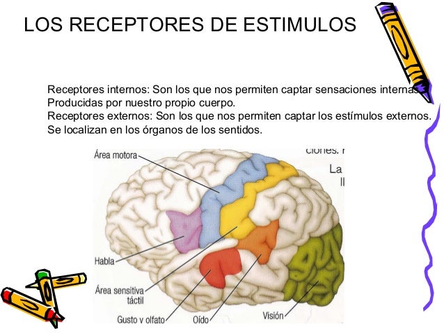LOS RECEPTORES DE ESTIMULOS
Receptores internos: Son los que nos permiten captar sensaciones internas
Producidas por nuest...