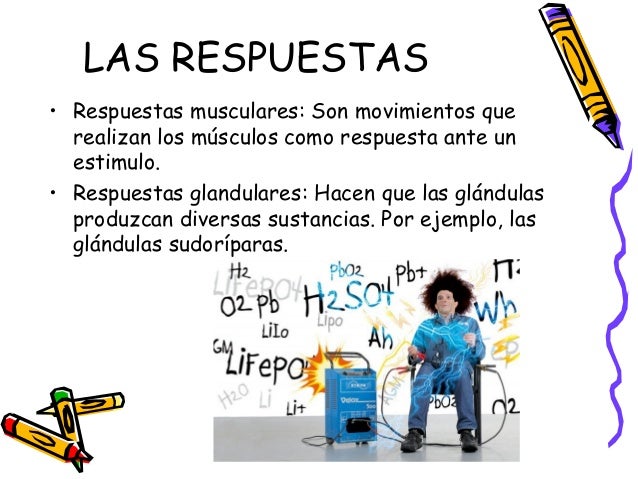 LAS RESPUESTAS
• Respuestas musculares: Son movimientos que
realizan los músculos como respuesta ante un
estimulo.
• Respu...