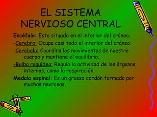 EL SISTEMA
NERVIOSO CENTRAL
Encéfalo: Esta situado en el interior del cráneo.
-Cerebro: Ocupa casi todo el interior del cráneo.
-Cerebelo: Coordina los movimientos de nuestro
cuerpo y mantiene el equilibrio.
-Bulbo raquídeo: Regula la actividad de los órganos
internos, como la respiración.
Medula espinal: Es un grueso cordón formado por
muchas neuronas.

 