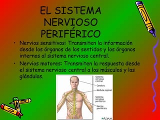 EL SISTEMA
NERVIOSO
PERIFÉRICO

• Nervios sensitivos: Transmiten la información
desde los órganos de los sentidos y los órganos
internos al sistema nervioso central.
• Nervios motores: Transmiten la respuesta desde
el sistema nervioso central a los músculos y las
glándulas.

 