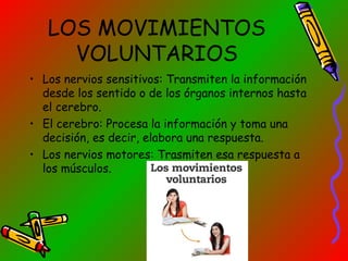 LOS MOVIMIENTOS
VOLUNTARIOS
• Los nervios sensitivos: Transmiten la información
desde los sentido o de los órganos internos hasta
el cerebro.
• El cerebro: Procesa la información y toma una
decisión, es decir, elabora una respuesta.
• Los nervios motores: Trasmiten esa respuesta a
los músculos.

 
