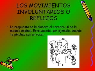 LOS MOVIMIENTOS
INVOLUNTARIOS O
REFLEJOS
• La respuesta no la elabora el cerebro, si no la
medula espinal. Esto sucede, por ejemplo, cuando
te pinchas con un rosal.

 