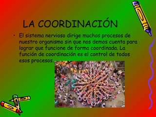 LA COORDINACIÓN
• El sistema nervioso dirige muchos procesos de
nuestro organismo sin que nos demos cuenta para
lograr que funcione de forma coordinada. La
función de coordinación es el control de todos
esos procesos.

 