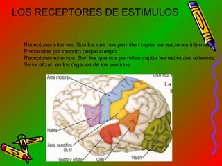 LOS RECEPTORES DE ESTIMULOS
Receptores internos: Son los que nos permiten captar sensaciones internas
Producidas por nuestro propio cuerpo.
Receptores externos: Son los que nos permiten captar los estímulos externos.
Se localizan en los órganos de los sentidos.

 