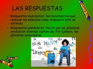 LAS RESPUESTAS
• Respuestas musculares: Son movimientos que
realizan los músculos como respuesta ante un
estimulo.
• Respuestas glandulares: Hacen que las glándulas
produzcan diversas sustancias. Por ejemplo, las
glándulas sudoríparas.

 