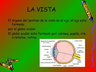 LA VISTA
El órgano del sentido de la vista es el ojo, el ojo esta
formado
por el globo ocular.
El globo ocular esta formado por: córnea, pupila, iris,
cristalino, retina.

 