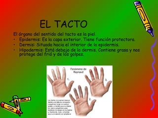 EL TACTO
El órgano del sentido del tacto es la piel.
• Epidermis: Es la capa exterior. Tiene función protectora.
• Dermis: Situada hacia el interior de la epidermis.
• Hipodermis: Está debajo de la dermis. Contiene grasa y nos
protege del frió y de los golpes.

 