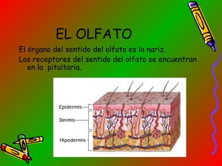 EL OLFATO
El órgano del sentido del olfato es la nariz.
Los receptores del sentido del olfato se encuentran
en la pituitaria.

 