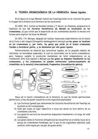 10
4. TEORÍA CROMOSÓMICA DE LA HERENCIA. Genes ligados.
En la época en la que Mendel realizó sus investigaciones no se conocían los genes
ni el papel de la meiosis en la herencia de los caracteres.
En 1902, W.S. Sutton en Estados Unidos y T. Boveri en Alemania, propusieron la
hipótesis de que los factores hereditarios de Mendel se localizaban en los
cromosomas, ya que creían que la separación de los cromosomas durante la meiosis era
la base para explicar las leyes de Mendel.
En 1911, T.H. Morgan, después de realizar numerosos experimentos con la mosca
de la fruta o del vinagre (Drosophila melanogaster) concluyó que los genes se localizan
en los cromosomas y, por tanto, los genes que están en el mismo cromosoma
tienden a heredarse juntos, y se denominan por ello genes ligados.
Posteriormente se observó que caracteres ligados, en un pequeño número de
individuos, se heredaban separados, lo cual no concordaba con la teoría cromosómica,
pero tampoco cumplía la predicción mendeliana de total independencia en su
transmisión. Esto hizo suponer a Morgan que los genes se disponen linealmente en los
cromosomas, y los cromosomas se pueden entrecruzar (sobrecruzamiento de
cromátidas en la meiosis) intercambiando fragmentos (recombinación génica).
Nace así la teoría cromosómica de la herencia, la cual ha tenido aportaciones
posteriores, y hoy día puede resumirse en los siguientes postulados:
a) Los factores (genes) que determinan los factores hereditarios del fenotipo se
localizan en los cromososmas.
b) Cada gen ocupa un lugar específico o locus (en plural es loci) dentro de un
cromosoma concreto.
c) Los genes (o sus loci) se encuentran dispuestos linealmente a lo largo de cada
cromosoma.
d) Los genes alelos (o factores antagónicos) se encuentran en el mismo locus de la
pareja de cromosomas homólogos, por lo que en los organismos diploides cada
carácter está regido por una par de genes alelos.
 