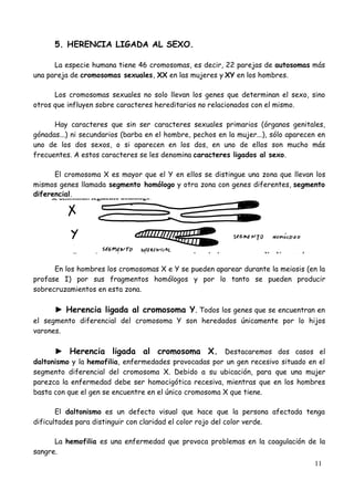 11
5. HERENCIA LIGADA AL SEXO.
La especie humana tiene 46 cromosomas, es decir, 22 parejas de autosomas más
una pareja de cromosomas sexuales, XX en las mujeres y XY en los hombres.
Los cromosomas sexuales no solo llevan los genes que determinan el sexo, sino
otros que influyen sobre caracteres hereditarios no relacionados con el mismo.
Hay caracteres que sin ser caracteres sexuales primarios (órganos genitales,
gónadas...) ni secundarios (barba en el hombre, pechos en la mujer...), sólo aparecen en
uno de los dos sexos, o si aparecen en los dos, en uno de ellos son mucho más
frecuentes. A estos caracteres se les denomina caracteres ligados al sexo.
El cromosoma X es mayor que el Y en ellos se distingue una zona que llevan los
mismos genes llamada segmento homólogo y otra zona con genes diferentes, segmento
diferencial.
En los hombres los cromosomas X e Y se pueden aparear durante la meiosis (en la
profase I) por sus fragmentos homólogos y por lo tanto se pueden producir
sobrecruzamientos en esta zona.
► Herencia ligada al cromosoma Y. Todos los genes que se encuentran en
el segmento diferencial del cromosoma Y son heredados únicamente por lo hijos
varones.
► Herencia ligada al cromosoma X. Destacaremos dos casos el
daltonismo y la hemofilia, enfermedades provocadas por un gen recesivo situado en el
segmento diferencial del cromosoma X. Debido a su ubicación, para que una mujer
parezca la enfermedad debe ser homocigótica recesiva, mientras que en los hombres
basta con que el gen se encuentre en el único cromosoma X que tiene.
El daltonismo es un defecto visual que hace que la persona afectada tenga
dificultades para distinguir con claridad el color rojo del color verde.
La hemofilia es una enfermedad que provoca problemas en la coagulación de la
sangre.
 