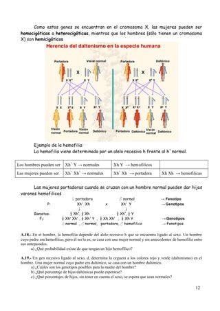 12
Como estos genes se encuentran en el cromosoma X, las mujeres pueden ser
homocigóticas o heterocigóticas, mientras que los hombres (sólo tienen un cromosoma
X) son hemicigóticos
Herencia del daltonismo en la especie humana
DaltónicoPortadora
Visión
normal
X X
X Xd
X Xd
X Y Xd
Y
X X Xd
X X Xd Xd Xd
X Y Xd Y X Y Xd Y
Visión normal Portadora
Portadora Portadora
Visión
normal Daltónico Visión
normal DaltónicoDaltónica
Ejemplo de la hemofilia:
La hemofilia viene determinada por un alelo recesivo h frente al h
+
normal.
Los hombres pueden ser Xh
+
Y → normales Xh Y → hemofilicos
Las mujeres pueden ser Xh
+
Xh
+
→ normales Xh
+
Xh → portadora Xh Xh → hemofilicas
Las mujeres portadoras cuando se cruzan con un hombre normal pueden dar hijos
varones hemofilicos
♀portadora ♂normal → Fenotipo
P: Xh+
Xh x Xh+
Y → Genotipos
↓ ↓
Gametos: ½ Xh
+
, ½ Xh ½ Xh
+
, ½ Y
F1: ¼ Xh+
Xh+
, ¼ Xh+
Y , ¼ Xh Xh+
, ¼ Xh Y → Genotipos
♀normal , ♂normal, portadora, ♂hemofilico → Fenotipos
A.18.- En el hombre, la hemofilia depende del alelo recesivo h que se encuentra ligado al sexo. Un hombre
cuyo padre era hemofílico, pero él no lo es, se casa con una mujer normal y sin antecedentes de hemofilia entre
sus antepasados.
a) ¿Qué probabilidad existe de que tengan un hijo hemofílico?
A.19.- Un gen recesivo ligado al sexo, d, determina la ceguera a los colores rojo y verde (daltonismo) en el
hombre. Una mujer normal cuyo padre era daltónico, se casa con un hombre daltónico.
a) ¿Cuáles son los genotipos posibles para la madre del hombre?
b) ¿Qué porcentaje de hijas daltónicas puede esperarse?
c) ¿Qué porcentajes de hijos, sin tener en cuenta el sexo, se espera que sean normales?
 