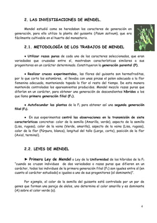 4
2. LAS INVESTIGACIONES DE MENDEL.
Mendel estudió como se heredaban los caracteres de generación en
generación, para ello utilizo la planta del guisante (Pisum sativum), que era
fácilmente cultivable en el huerto del monasterio.
2.1. METODOLOGÍA DE LOS TRABAJOS DE MENDEL
●Utilizar razas puras de cada uno de los caracteres seleccionados, que eran
variedades que cruzadas entre sí, mostraban características similares a sus
progenitores en un carácter determinado. Constituyeron la generación parental (P).
●Realizar cruces experimentales, las flores del guisante son hermafroditas,
por lo que corto los estambres, el llevaba con unas pinzas el polen adecuado a la flor
femenina adecuada, manteniendo tapada la flor el resto del tiempo. De esta manera
mantenida controlados los apareamientos producidos. Mendel mezclo razas puras que
diferían en un carácter, para obtener una generación de descendientes híbridos a los
que llamo primera generación filial (F1).
●Autofecundar las plantas de la F1 para obtener así una segunda generación
filial (F2).
● En sus experimentos centró las observaciones en la transmisión de siete
características concretas: color de la semilla (Amarilla, verde), aspecto de la semilla
(Lisa, rugosa), color de la vaina (Verde, amarilla), aspecto de la vaina (Lisa, rugosa),
color de la flor (Púrpura, blanca), longitud del tallo (Largo, corto), posición de la flor
(Axial, terminal).
2.2. LEYES DE MENDEL
► Primera Ley de Mendel o Ley de la Uniformidad de los híbridos de la F1
“cuando se cruzan individuos de dos variedades o razas puras que difieren en un
carácter, todos los individuos de la primera generación filial (F1) son iguales entre sí (en
cuanto al carácter estudiado) e iguales a uno de sus progenitores (el dominante)”.
Por ejemplo, el color de la semilla del guisante está controlado por un par de
genes que forman una pareja de alelos, uno determina el color amarillo y es dominante
(A) sobre el color verde (a).
 