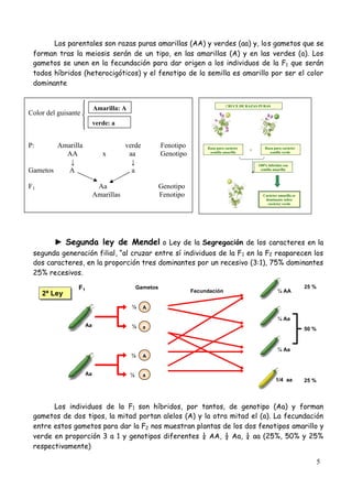 5
Los parentales son razas puras amarillas (AA) y verdes (aa) y, los gametos que se
forman tras la meiosis serán de un tipo, en las amarillas (A) y en las verdes (a). Los
gametos se unen en la fecundación para dar origen a los individuos de la F1 que serán
todos híbridos (heterocigóticos) y el fenotipo de la semilla es amarillo por ser el color
dominante
► Segunda ley de Mendel o Ley de la Segregación de los caracteres en la
segunda generación filial, “al cruzar entre sí individuos de la F1 en la F2 reaparecen los
dos caracteres, en la proporción tres dominantes por un recesivo (3:1), 75% dominantes
25% recesivos.
Los individuos de la F1 son híbridos, por tantos, de genotipo (Aa) y forman
gametos de dos tipos, la mitad portan alelos (A) y la otra mitad el (a). La fecundación
entre estos gametos para dar la F2 nos muestran plantas de los dos fenotipos amarillo y
verde en proporción 3 a 1 y genotipos diferentes ¼ AA, ½ Aa, ¼ aa (25%, 50% y 25%
respectivamente)
¼ Aa
Aa
Aa
¼ AA
¼ Aa
1/4 aa
a
2ª Ley
25 %
25 %
50 %
Fecundación
F1 Gametos
A½
a½
A½
½
CRUCE DE RAZAS PURAS
X
Carácter amarillo es
dominante sobre
carácter verde
100% híbridos con
semilla amarilla
Raza pura carácter
semilla amarilla
Raza pura carácter
semilla verde
Color del guisante
P: Amarilla verde Fenotipo
AA x aa Genotipo
↓ ↓
Gametos A a
F1 Aa Genotipo
Amarillas Fenotipo
Amarilla: A
verde: a
 