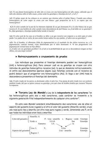 6
A.1. Si una planta homocigótica de tallo alto se cruza con una homocigótica de tallo enano, sabiendo que el
tallo alto domina sobre el tallo enano ¿cómo serán los genotipos y fenotipos de la F1 y la F2?
A.2. El pelaje negro de las cobayas es un carácter que domina sobre el pelaje blanco. Cuando una cobaya
homocigótica de color negro se cruza con uno blanco ¿qué proporción de la F1 se espera que sea
homocigótica?
A.3. El color castaño de la piel de los hámsters depende de un gen dominante B y el color blanco de un gen
recesivo b. Si una hembra de color castaño tiene descendencia de piel blanca: a. ¿Cuál debe ser su genotipo?;
b. ¿Qué genotipos y fenotipos podría haber tenido el macho?
A.4. El color azul de los ojos en el hombre se debe a un gen recesivo con respecto a su alelo para el color
pardo. Los padres de un varón, de ojos azules tienen ambos los ojos pardos. ¿Cuáles son sus genotipos?
A.5.- En el hombre, el albinismo (falta de pigmentación) es el resultado de dos alelos recesivos aa, y la
pigmentación, carácter normal, viene determinado por el alelo dominante A. Si dos progenitores con
pigmentación normal tiene un hijo albino:
a) ¿Cuáles son sus genotipos posibles?; b) ¿Cuál es la probabilidad de que en su descendencia tengan un hijo
albino, con una mujer normal?
► Retrocruzamiento o cruzamiento de prueba
Los individuos que presentan el fenotipo dominante pueden ser homocigóticos
(AA) o heterocigóticos (Aa). Para conocer cuál es su genotipo se cruzan con otro
individuo de genotipo homocigótico recesivo (aa), lo que se denomina retrocruzamiento.
Si entre sus descendientes aparece alguno cuyo fenotipo coincide con el recesivo se
podrá deducir que el progenitor era heterocigótico (Aa). Si llega a ser (AA) toda la
descendencia presentara el fenotipo del dominante.
A.6. El pelo rizado de los perros es dominante sobre el pelo liso. Una pareja de pelo rizado tuvo un cachorro
también rizado, del que se quiere conocer su genotipo ¿con qué clase de hembra tendría que cruzarse? Razona
la respuesta.
► Tercera Ley de Mendel o Ley de la independiente de los caracteres “en
los heterocigóticos para dos o más caracteres, cada carácter se transmite a la
siguiente generación filial independientemente de cualquier otro carácter”.
En este caso Mendel consideró simultáneamente dos caracteres, uno de ellos el
aspecto del guisante (Liso-rugoso) y el otro el color del guisante (Amarillo-verde), cruzo
una raza pura lisa y amarilla con otra raza pura rugosa y verde, obteniendo una F1 en la
que todos los individuos eran lisos y amarillos
Amarillo: A
Color del guisante P: Lisa – amarilla x Rugosa – verde Fenotipo
Verde: a LLAA llaa Genotipo
Gametos: LA la
Liso: L F1 LlAa Genotipo
Aspecto del guisante Lisa – amarilla Fenotipo
Rugoso: l
 