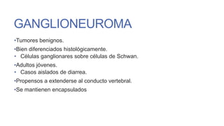 GANGLIONEUROMA
•Tumores benignos.
•Bien diferenciados histológicamente.
• Células ganglionares sobre células de Schwan.
•Adultos jóvenes.
• Casos aislados de diarrea.
•Propensos a extenderse al conducto vertebral.
•Se mantienen encapsulados

 
