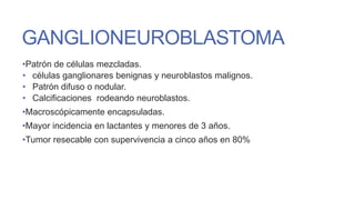 GANGLIONEUROBLASTOMA
•Patrón de células mezcladas.
• células ganglionares benignas y neuroblastos malignos.
• Patrón difuso o nodular.
• Calcificaciones rodeando neuroblastos.
•Macroscópicamente encapsuladas.
•Mayor incidencia en lactantes y menores de 3 años.
•Tumor resecable con supervivencia a cinco años en 80%

 