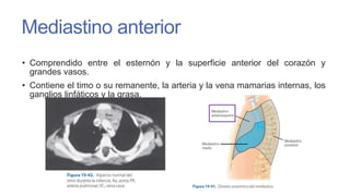 Mediastino anterior
• Comprendido entre el esternón y la superficie anterior del corazón y
grandes vasos.
• Contiene el timo o su remanente, la arteria y la vena mamarias internas, los
ganglios linfáticos y la grasa.

 