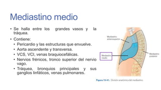 Mediastino medio
• Se halla entre los
tráquea.

grandes vasos y

la

• Contiene:
• Pericardio y las estructuras que envuelve.
• Aorta ascendente y transversa.
• VCS, VCI, venas braquiocefálicas.
• Nervios frénicos, tronco superior del nervio
vago.
• Tráquea, bronquios principales y sus
ganglios linfáticos, venas pulmonares.

 