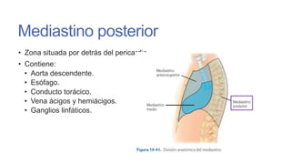 Mediastino posterior
• Zona situada por detrás del pericardio
• Contiene:
• Aorta descendente.
• Esófago.
• Conducto torácico.
• Vena ácigos y hemiácigos.
• Ganglios linfáticos.

 