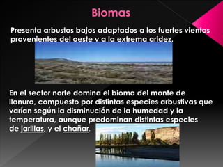 Presenta arbustos bajos adaptados a los fuertes vientos
provenientes del oeste y a la extrema aridez.
En el sector norte domina el bioma del monte de
llanura, compuesto por distintas especies arbustivas que
varían según la disminución de la humedad y la
temperatura, aunque predominan distintas especies
de jarillas, y el chañar.
 