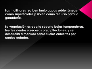 Los mallinares reciben tanto aguas subterráneas
como superficiales y sirven como recurso para la
ganadería.
La vegetación esteparia soporta bajas temperaturas,
fuertes vientos y escasas precipitaciones, y se
desarrolla a menudo sobre suelos cubiertos por
cantos rodados.
 