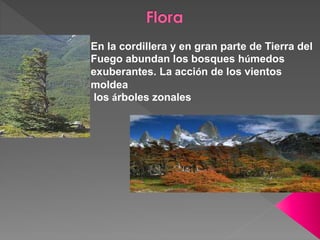 En la cordillera y en gran parte de Tierra del
Fuego abundan los bosques húmedos
exuberantes. La acción de los vientos
moldea
los árboles zonales.
 