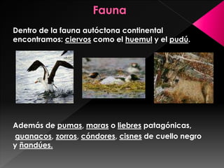 Dentro de la fauna autóctona continental
encontramos: ciervos como el huemul y el pudú.
Además de pumas, maras o liebres patagónicas,
guanacos, zorros, cóndores, cisnes de cuello negro
y ñandúes.
 