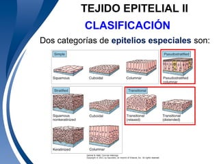 Universidad Autónoma de Guadalajara A.C. © 200911
TEJIDO EPITELIAL II
CLASIFICACIÓN
Dos categorías de epitelios especiales son:
 