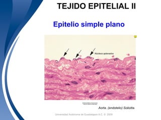Universidad Autónoma de Guadalajara A.C. © 20097
TEJIDO EPITELIAL II
Epitelio simple plano
Aorta. (endotelio) Sobotta.
Núcleos aplanados
 
