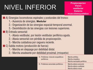 NIVEL INFERIOR 
(miopatía) 
Medular 
Propiocepcion 
Vision 
vestibular 
Sistema 
musculoesqueletico 
 