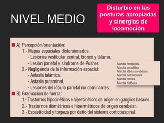 NIVEL MEDIO 
Disturbio en las 
posturas apropiadas 
y sinergias de 
locomoción 
 