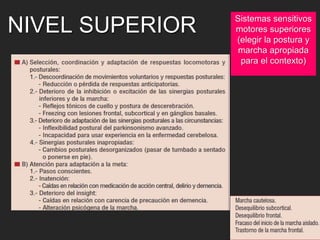NIVEL SUPERIOR Sistemas sensitivos 
motores superiores 
(elegir la postura y 
marcha apropiada 
para el contexto) 
 