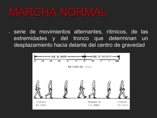 MARCHA NORMAL 
• serie de movimientos alternantes, rítmicos, de las 
extremidades y del tronco que determinan un 
desplazamiento hacia delante del centro de gravedad 
 