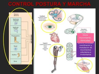 CONTROL POSTURA Y MARCHA 
Inicio 
Inicio marcha y 
movimiento, 
ritmicidad 
reflejos 
Respuestas 
posturales 
Control posturales 
ritmicidad, 
coordinacion y 
modulacion de 
Interneuronas 
espinales - 
ritmicidad 
movimientos 
voluntarios e 
involuntarios 
 