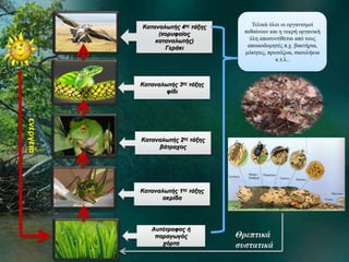 ενέργεια 
Καταναλωτής 4ης τάξης 
(κορυφαίος 
καταναλωτής) 
Γεράκι 
Καταναλωτής 2ης τάξης 
βάτραχος 
Καταναλωτής 1ης τάξης 
ακρίδα 
Αυτότροφος ή 
παραγωγός 
χόρτα 
Τελικά όλοι οι οργανισμοί 
πεθαίνουν και η νεκρή οργανική 
ύλη αποσυντίθεται από τους 
αποικοδομητές π.χ. βακτήρια, 
μύκητες, πρωτόζωα, σκουλήκια 
κ.τ.λ.. 
Καταναλωτής 3ης τάξης 
φίδι 
Θρεπτικά 
συστατικά 
 