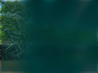 Tροφικές σχέσεις και ροή ενέργειας