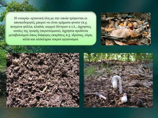 Η «νεκρή» οργανική ύλη με την οποία τρέφονται οι 
αποικοδομητές μπορεί να είναι τμήματα φυτών (π.χ. 
πεσμένα φύλλα, κλαδιά, κορμοί δέντρων κ.τ.λ., άχρηστες 
ουσίες της τροφής (περιττώματα), άχρηστα προϊόντα 
μεταβολισμού όπως διάφορες εκκρίσεις π.χ. ιδρώτας, ούρα, 
αλλά και ολόκληροι νεκροί οργανισμοί. 
 