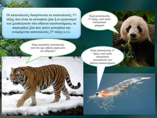 Οι καταναλωτές διακρίνονται σε καταναλωτές 1ης 
τάξης που είναι τα φυτοφάγα ζώα ή οι οργανισμοί 
του ζωοπλαγκτόν στα υδάτινα οικοσυστήματα, σε 
σαρκοφάγα ζώα που τρώνε φυτοφάγα και 
ονομάζονται καταναλωτές 2ης τάξης κ.τ.λ. 
Είμαι καταναλωτής 
1ης τάξης, γιατί τρώω 
νοστιμότατα 
μπαμπού 
Είμαι καταναλωτής 1ης 
τάξης, γιατί τρώω 
νοστιμότατο 
φυτοπλακτόν στα 
υδάτινα οικοσυστήματα. 
Είμαι κορυφαίος καταναλωτής 
γιατί δεν έχω εχθρούς παρά μόνο 
τον άνθρωπο!! 
 