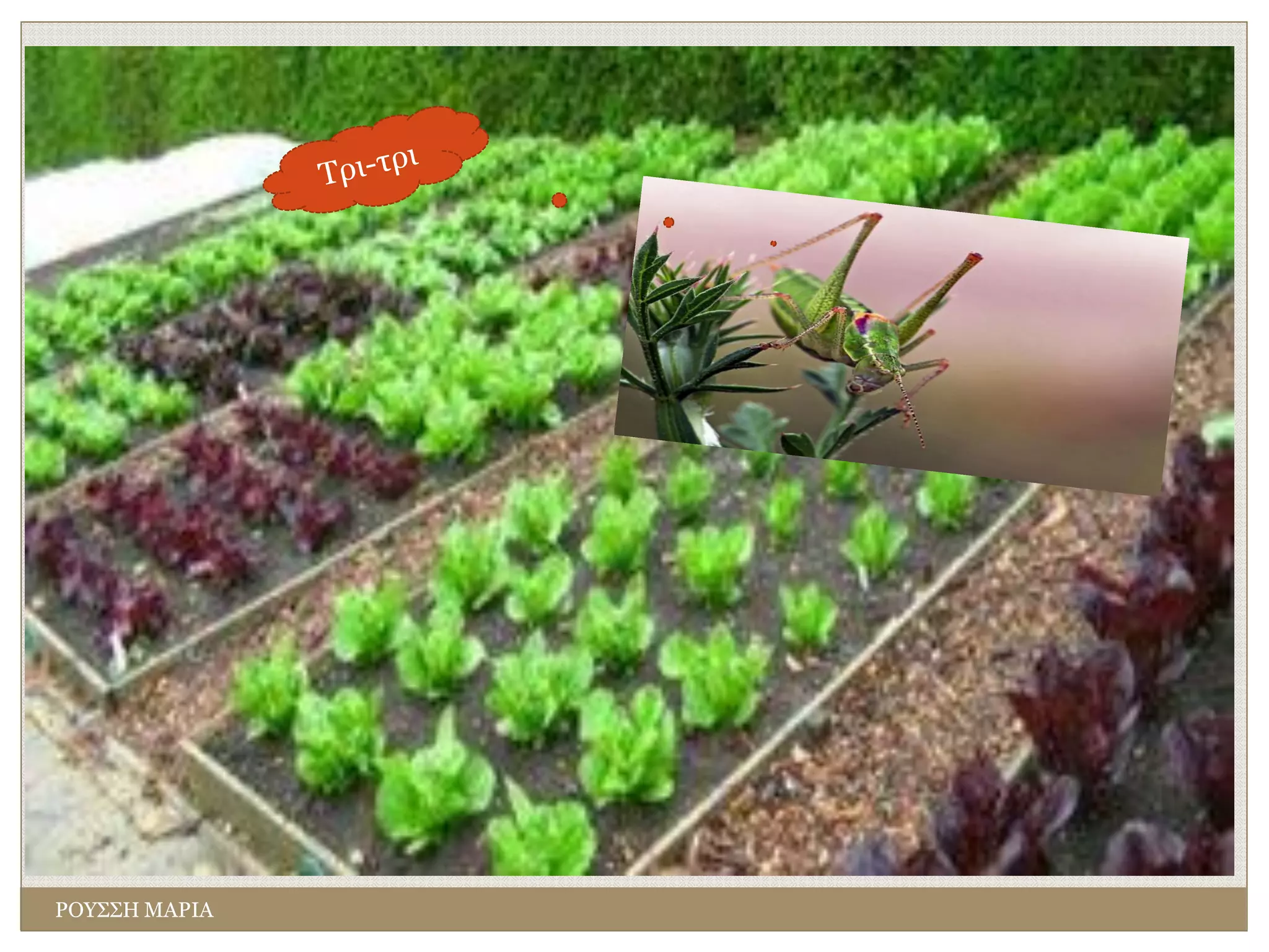 ΡΟΥΣΣΗ ΜΑΡΙΑ
 