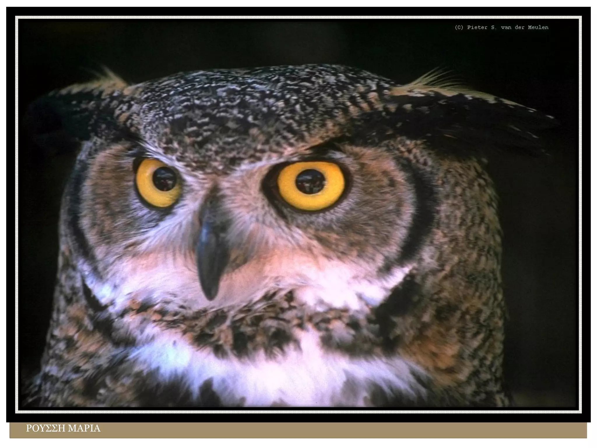 ΡΟΥΣΣΗ ΜΑΡΙΑ
 