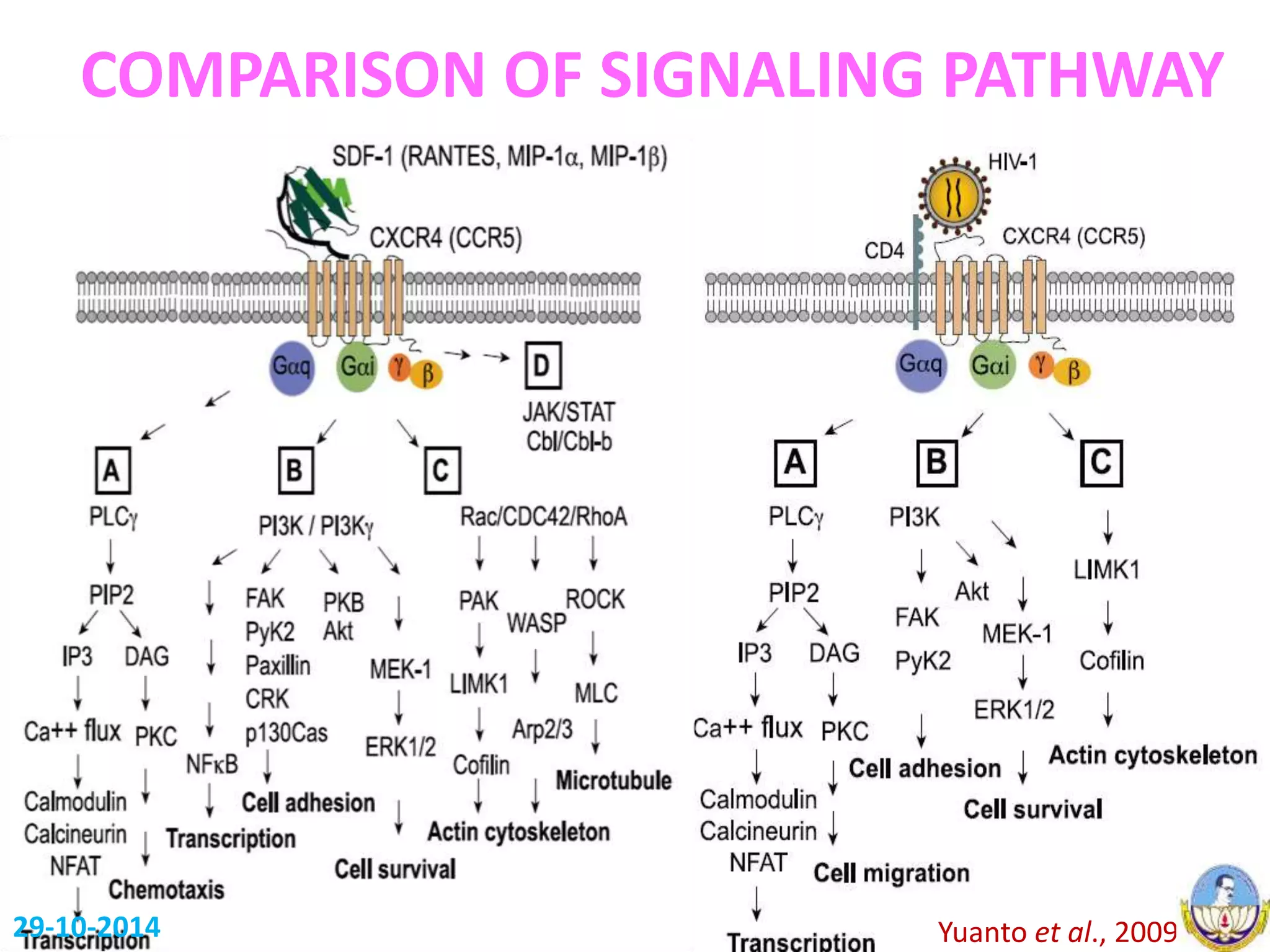 HIV-1 PATHOGENESIS AND GENETIC FORMS | PPT