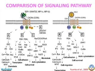 COMPARISON OF SIGNALING PATHWAY 
29-10-2014 Yuanto et al., 2009 
 