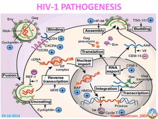 HIV-1 PATHOGENESIS 
29-10-2014 Mario Stevenson, 2003 
 