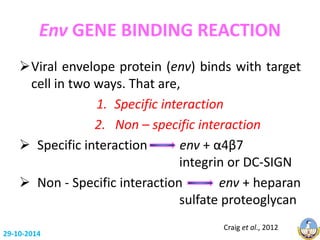 Env GENE BINDING REACTION 
Viral envelope protein (env) binds with target 
cell in two ways. That are, 
1. Specific interaction 
2. Non – specific interaction 
 Specific interaction env + α4β7 
integrin or DC-SIGN 
 Non - Specific interaction env + heparan 
sulfate proteoglycan 
Craig et al., 2012 
29-10-2014 
 